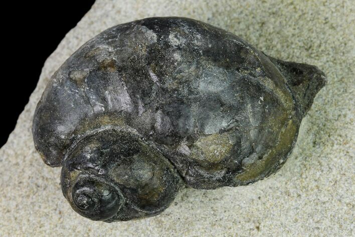 Ordovician Gastropod Fossil - Morocco #164080